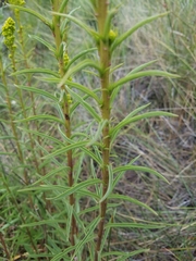 Solidago confinis
