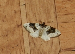 Cosmorhoe ocellata