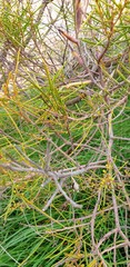 Acacia euthycarpa