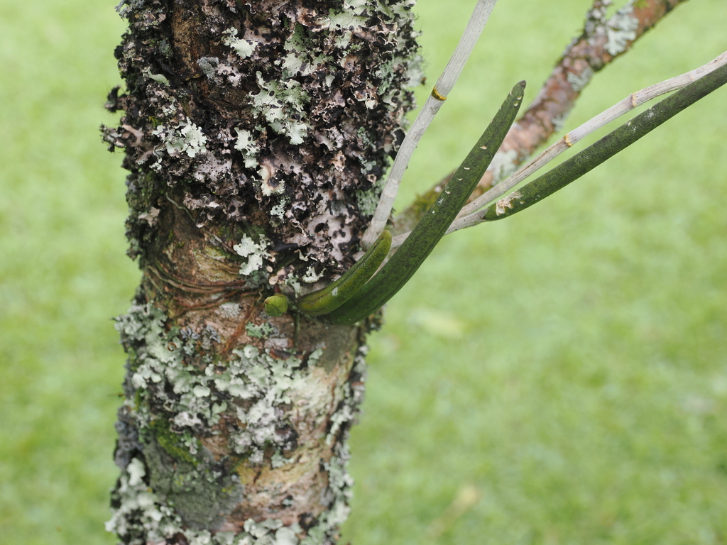 Dendrobium racemosum