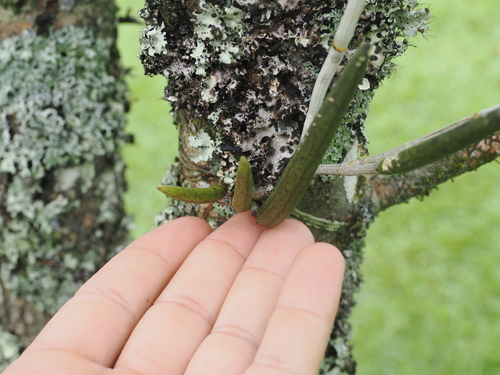 Image of Dendrobium racemosum by (c) Lucas Christofides, some rights reserved (CC BY)