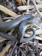 Helicops infrataeniatus