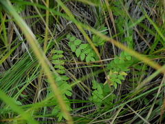 Polemonium occidentale occidentale