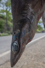 Longfin Gulper Shark photo 2