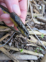 Helicops infrataeniatus