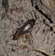 Enchodes sericea