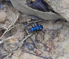 Pseudoxycheila tarsalis