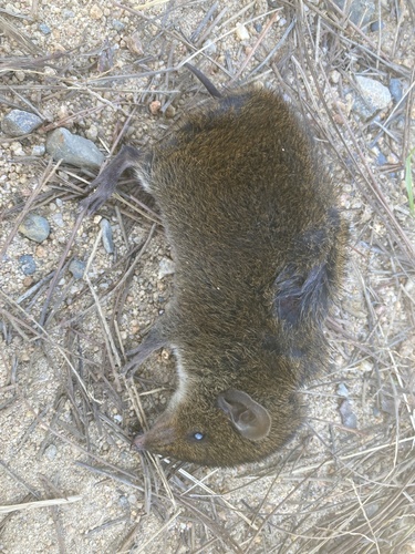 Dalat Gymnure (Hylomys macarong) — Data Deficient Mammalia