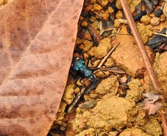 Pseudoxycheila tarsalis