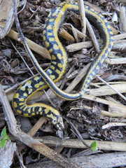 Helicops infrataeniatus