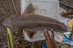 Longfin Gulper Shark photo 4