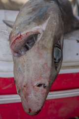 Longfin Gulper Shark photo 3
