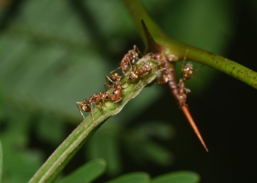棘伪切叶蚁Pseudomyrmex spinicola