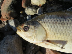 Prochilodus lineatus