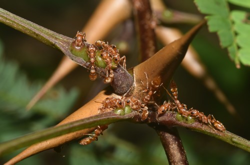 黑带伪切叶蚁Pseudomyrmex nigrocinctus