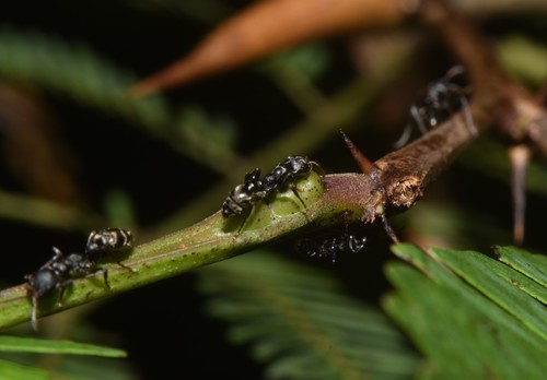黄角伪切叶蚁Pseudomyrmex flavicornis