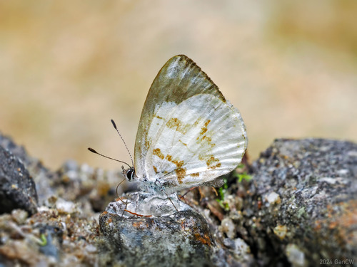 Udara meeki