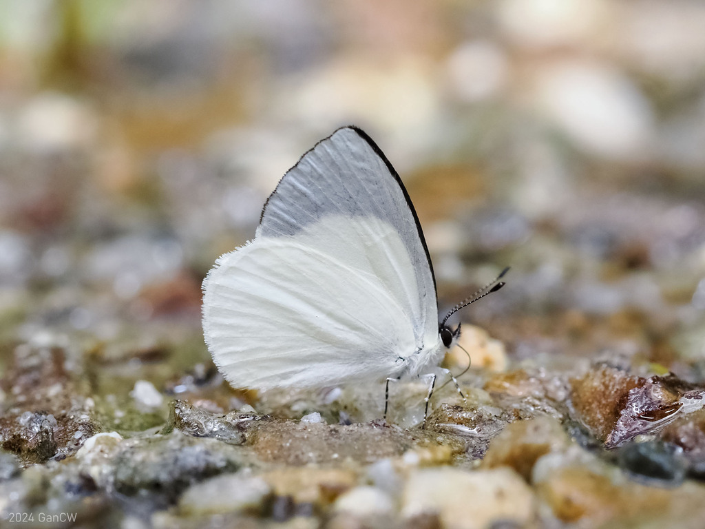 Udara owgarra