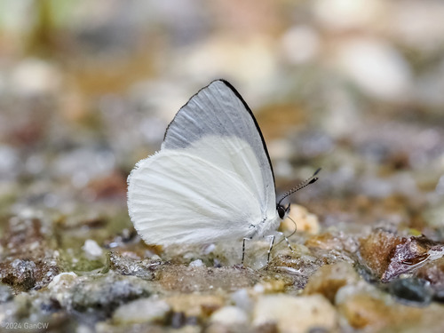 Udara owgarra