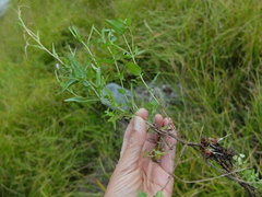 Epilobium glaberrimum