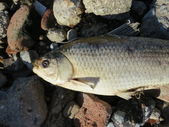 Prochilodus lineatus