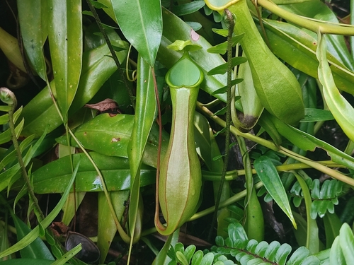 Nepenthes ramos Jebb & Cheek 2