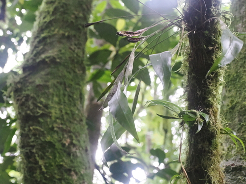Image of Dendrobium tetragonum by (c) Lucas Christofides, some rights reserved (CC BY)
