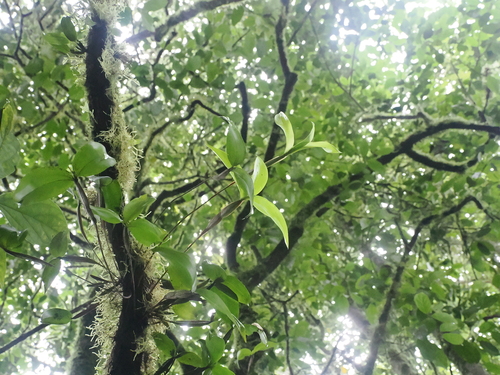 Image of Dendrobium tetragonum by (c) Lucas Christofides, some rights reserved (CC BY)