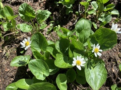 Caltha chionophila
