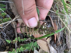 Myriopteris covillei