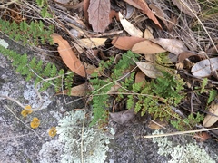 Myriopteris covillei