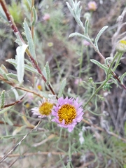 Erigeron blochmaniae