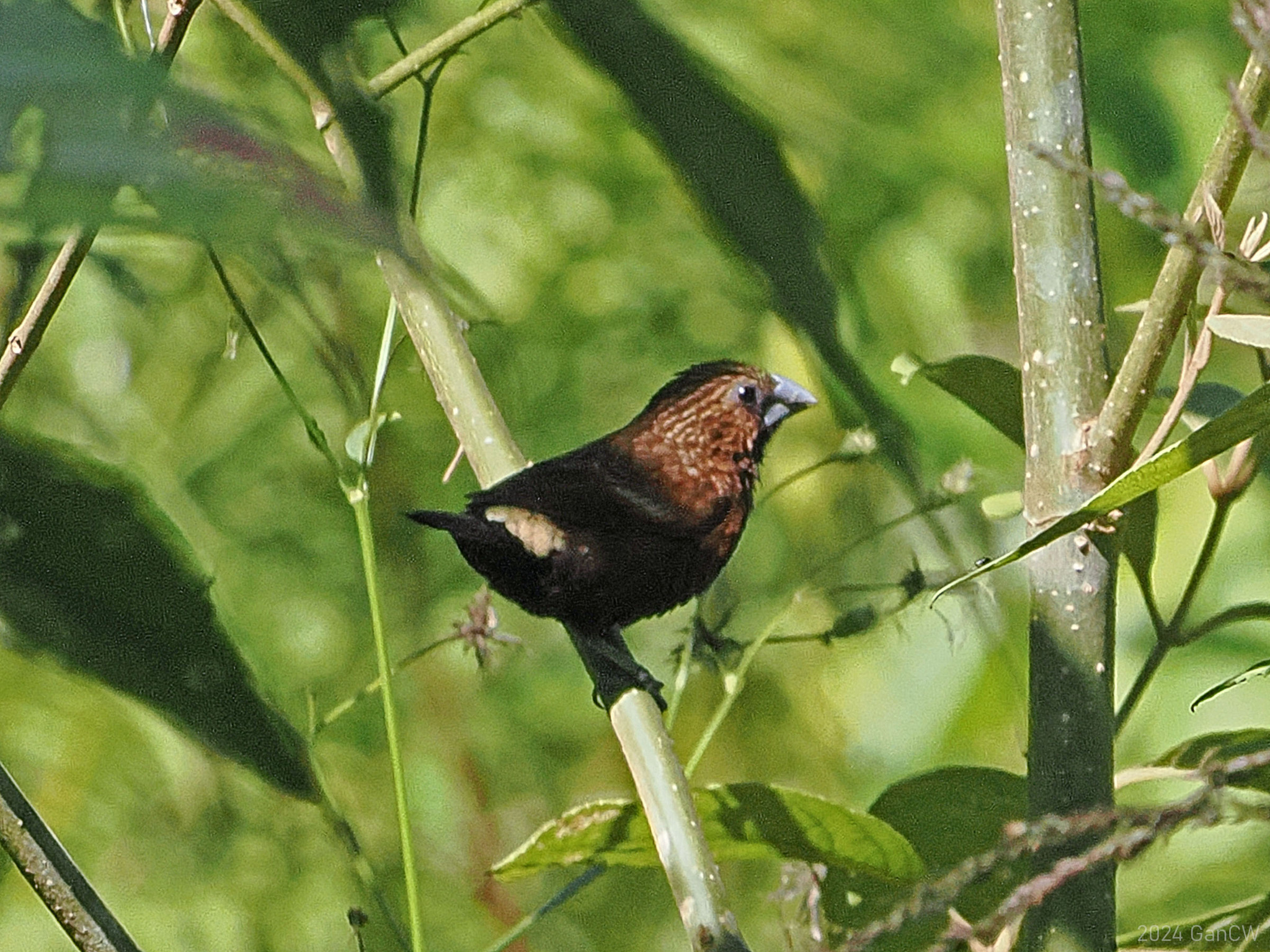 Streak-headed Munia (Mayrimunia tristissima)