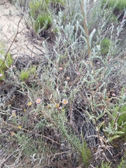Erigeron blochmaniae