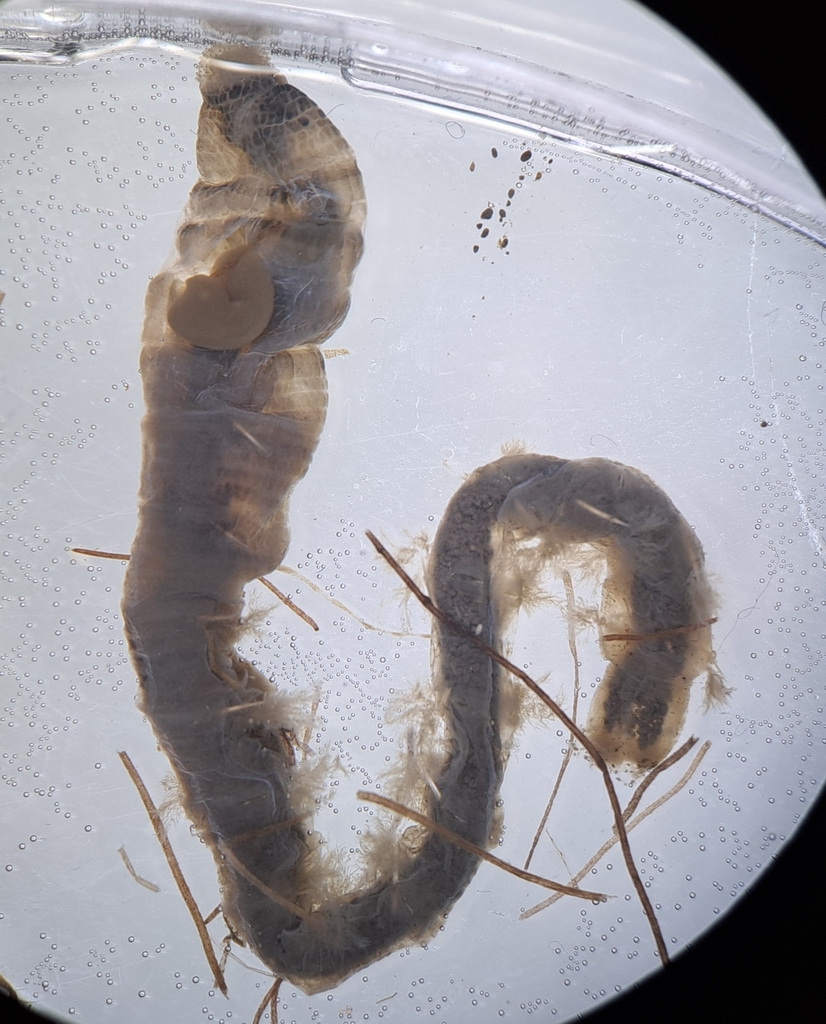 Arenicola mediterranea