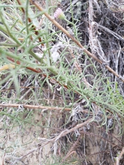 Erigeron blochmaniae