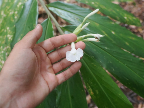 Pleated ginger (Alpinia arctiflora)