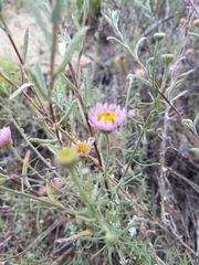 Erigeron blochmaniae