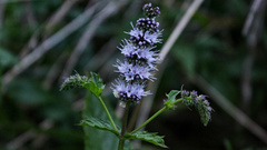 Mentha × piperita