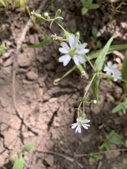 Pseudostellaria