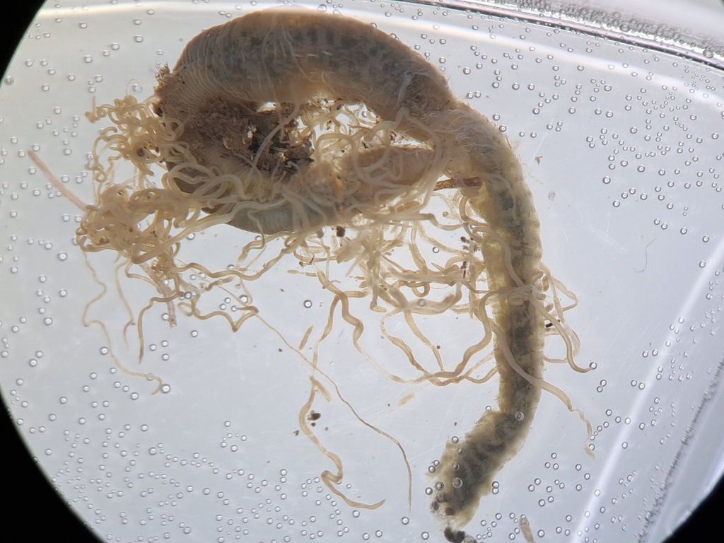 Timarete filigera