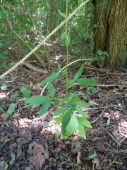 Cardamine bulbifera
