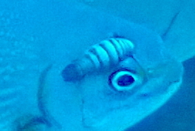 Anilocra longicauda