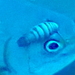 Anilocra longicauda