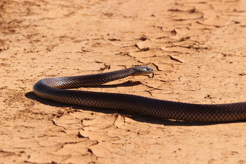 Mulga Snake sighting