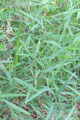Leersia