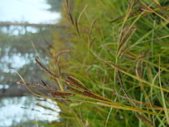Carex aquatilis
