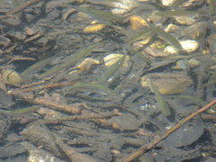 Leuciscinae