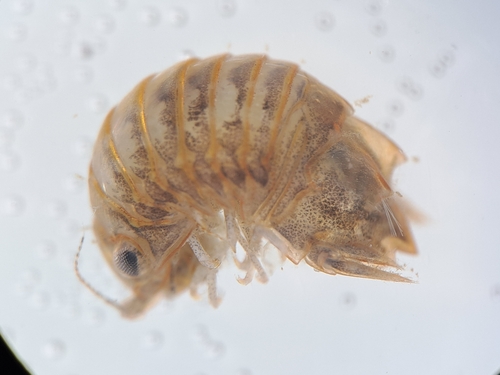Cymodoce truncata