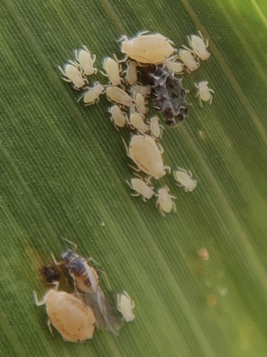Sorghum Aphid